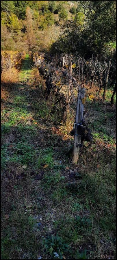 Gite Du Tilleul - 2 Etoiles - Domaine De L'Olivier Faugeres  ภายนอก รูปภาพ