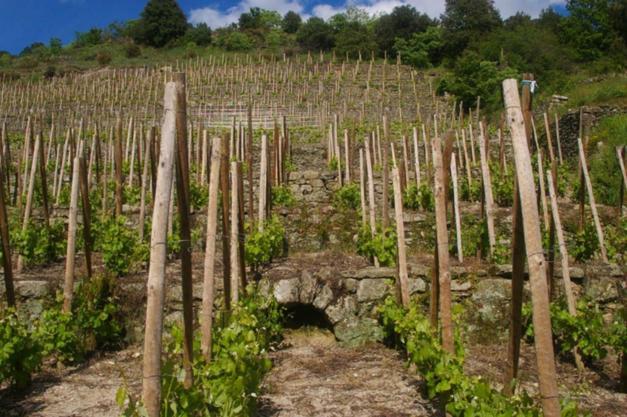 Gite Du Tilleul - 2 Etoiles - Domaine De L'Olivier Faugeres  ภายนอก รูปภาพ